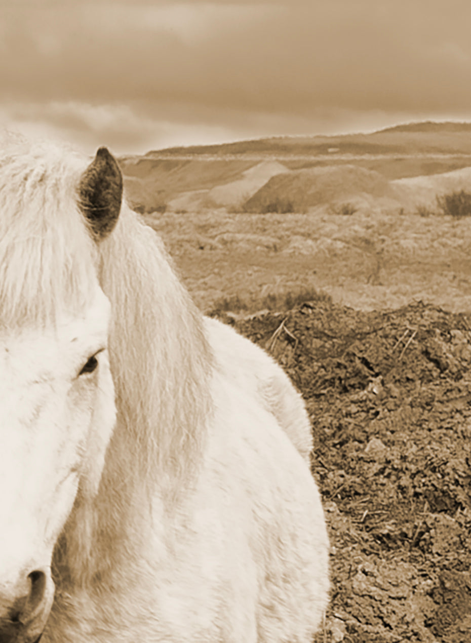 Iceland Horses - Canvas