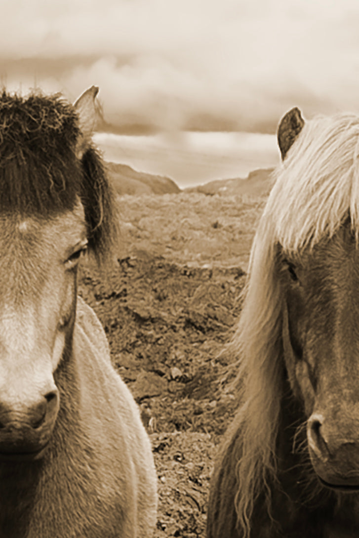 Iceland Horses - Canvas